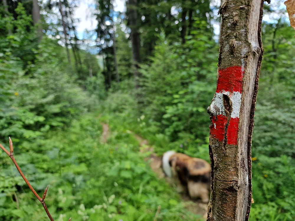 Slika je vidna v Google Chromu.