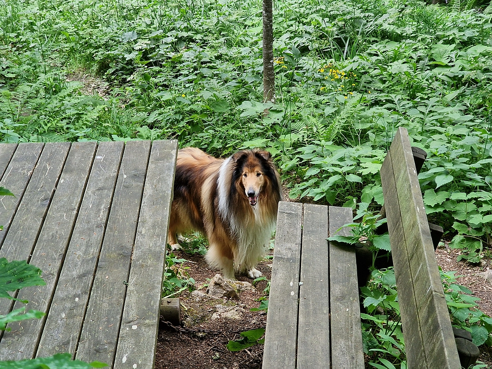 Slika je vidna v Google Chromu.