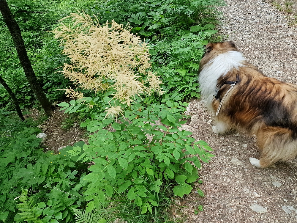 Slika je vidna v Google Chromu.