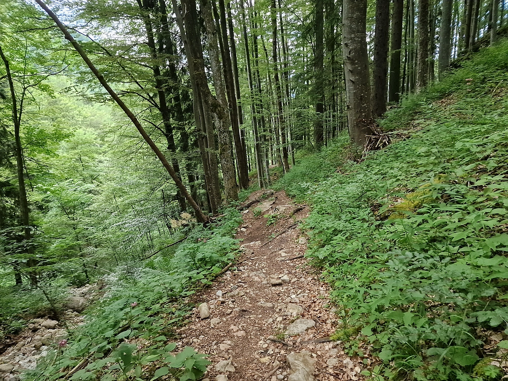 Slika je vidna v Google Chromu.