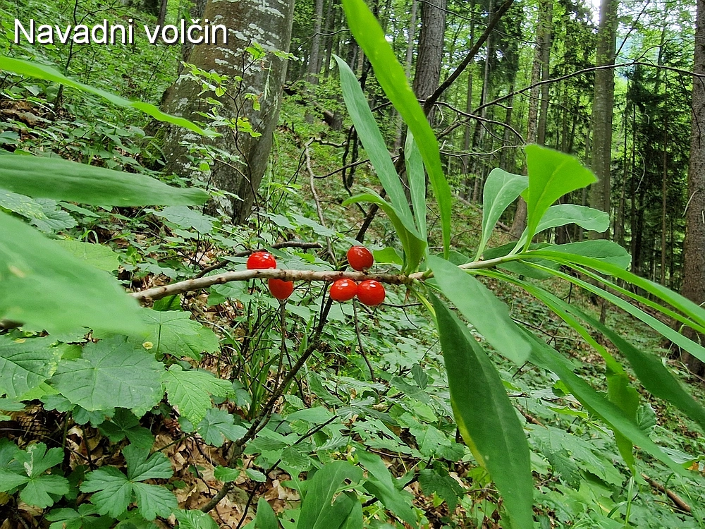 Slika je vidna v Google Chromu.