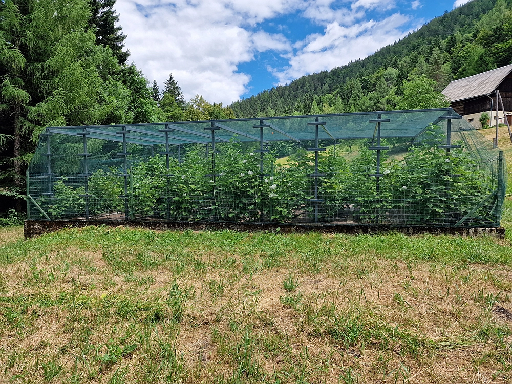 Slika je vidna v Google Chromu.