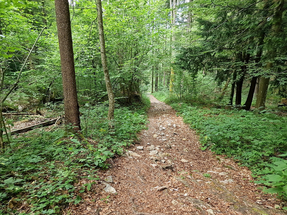 Slika je vidna v Google Chromu.