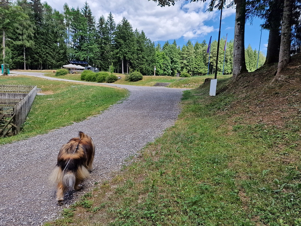 Slika je vidna v Google Chromu.