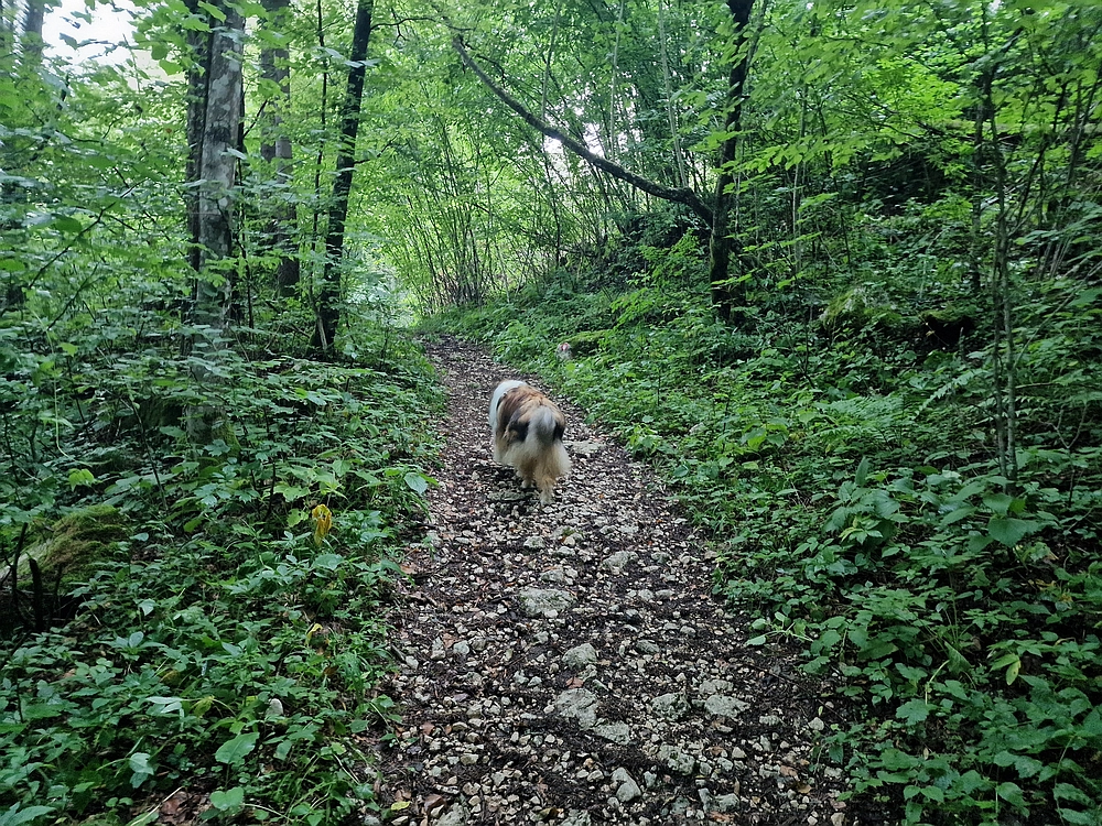 Slika je vidna v Google Chromu.