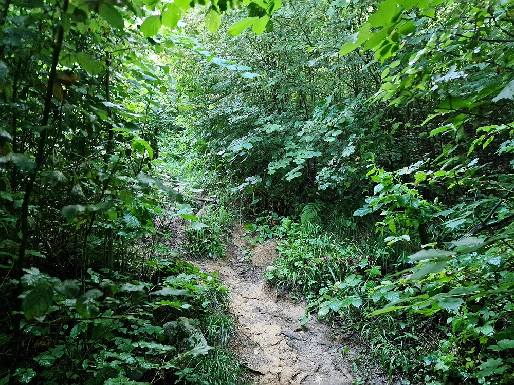 Slika je vidna v Google Chromu.