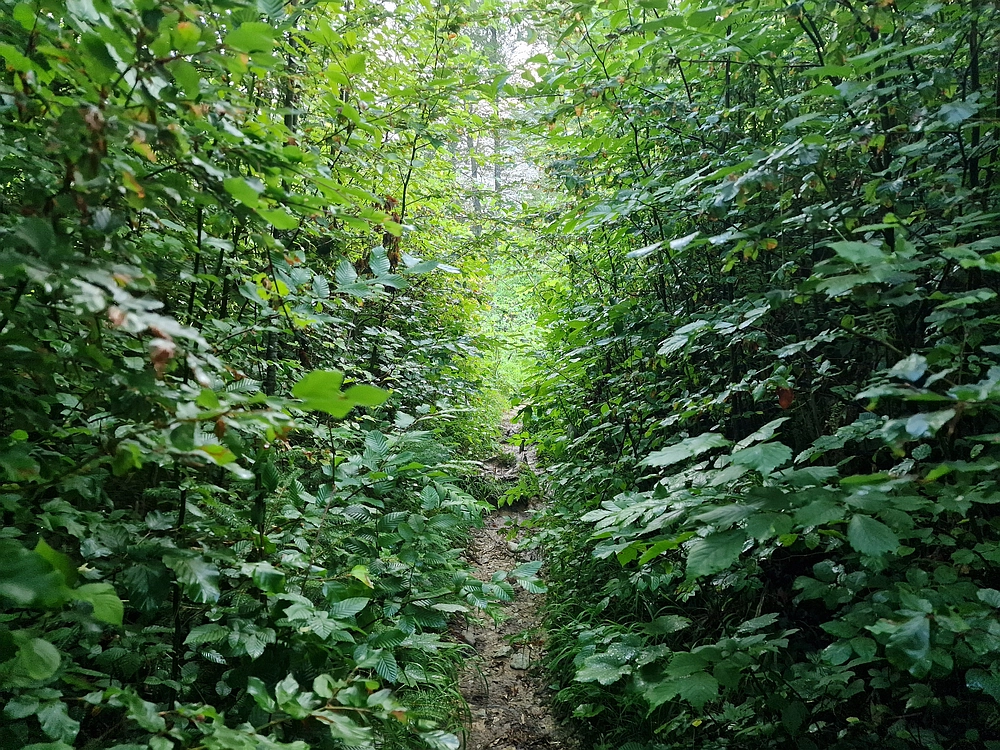 Slika je vidna v Google Chromu.