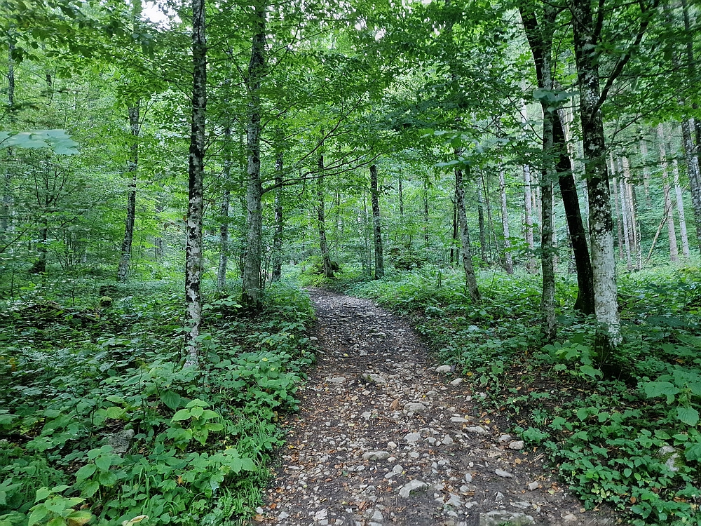 Slika je vidna v Google Chromu.