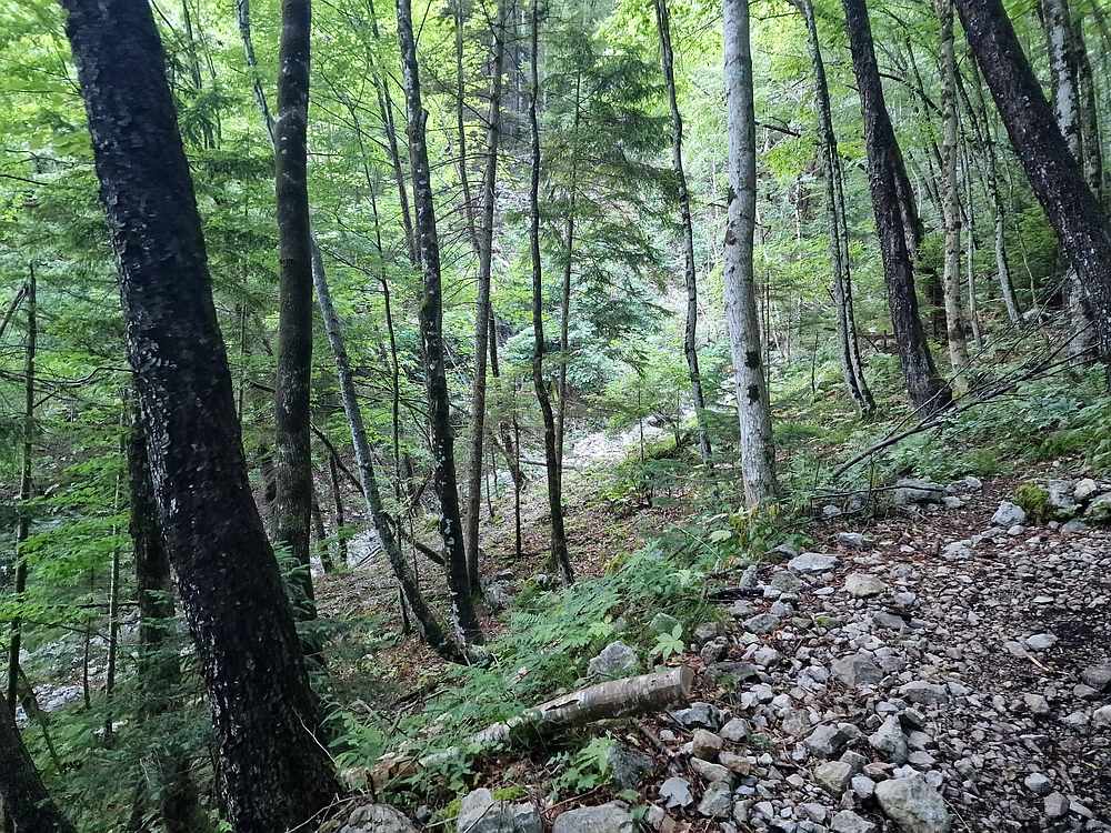 Slika je vidna v Google Chromu.