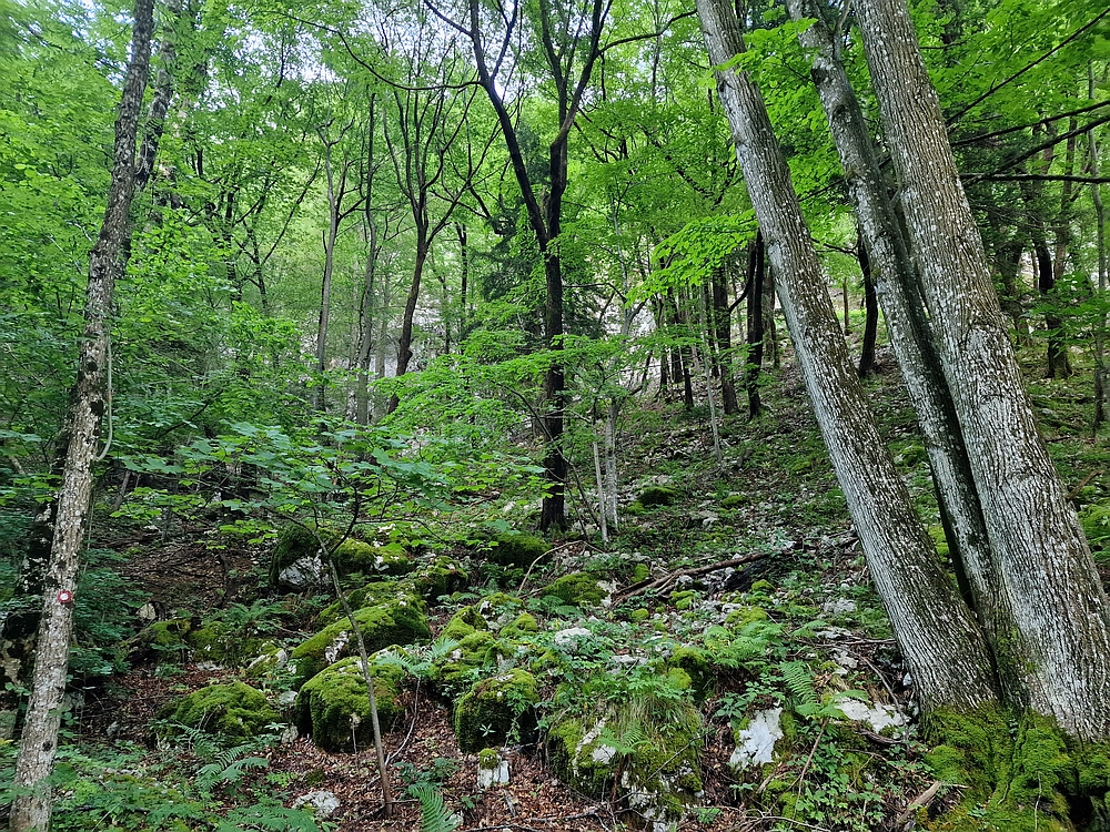 Slika je vidna v Google Chromu.