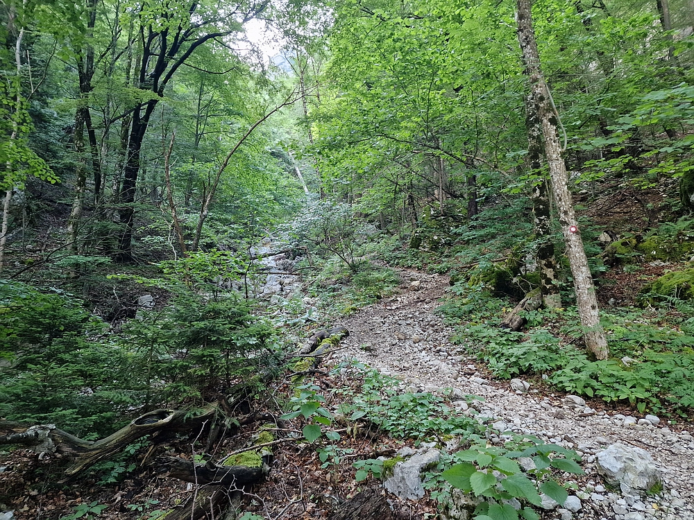 Slika je vidna v Google Chromu.