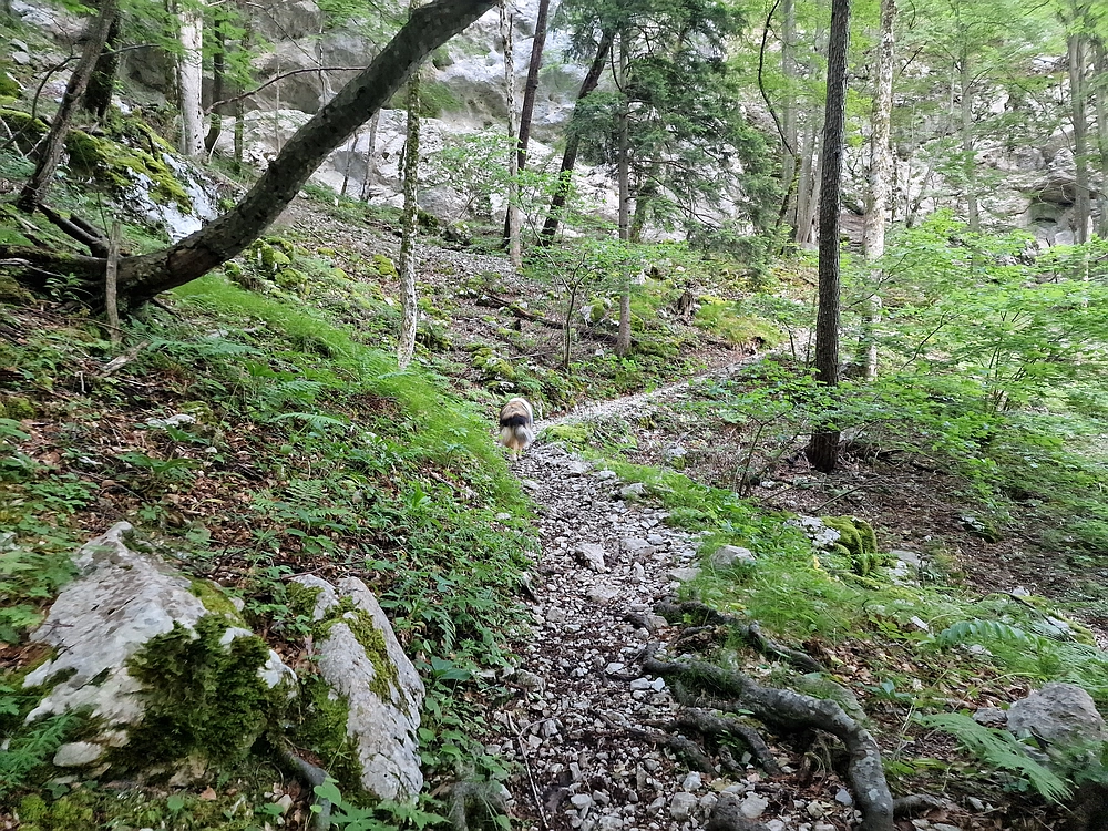 Slika je vidna v Google Chromu.