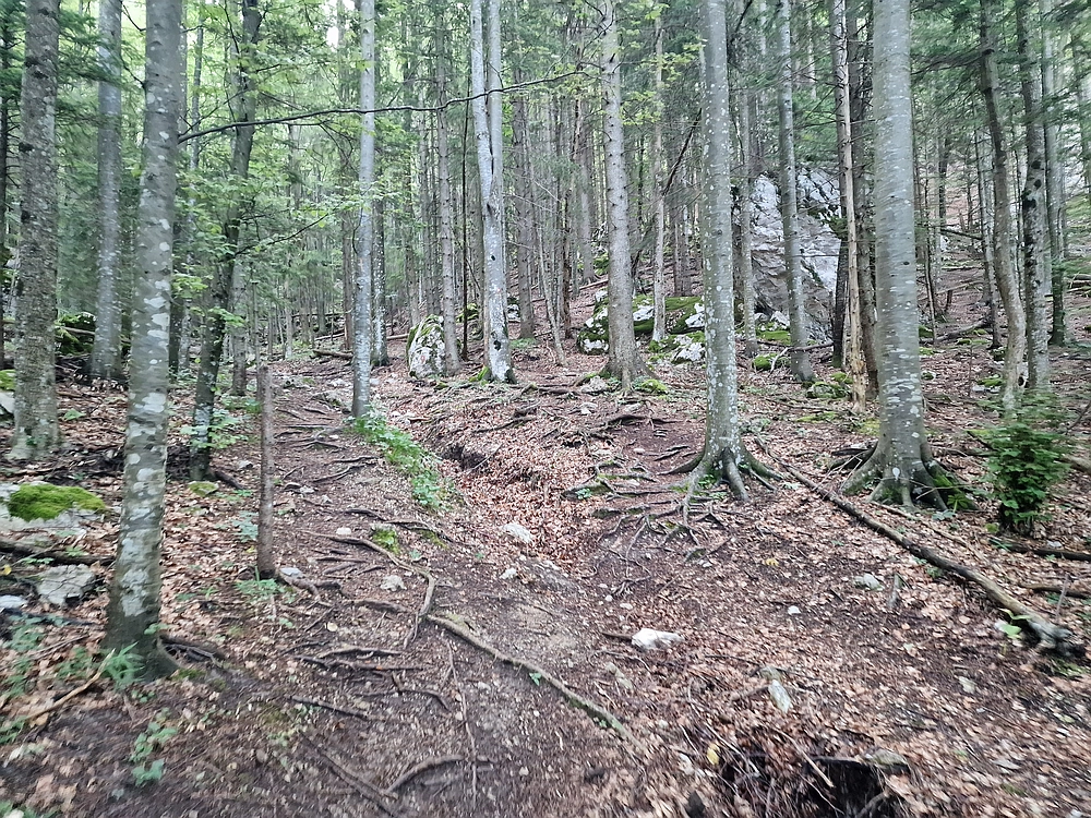 Slika je vidna v Google Chromu.