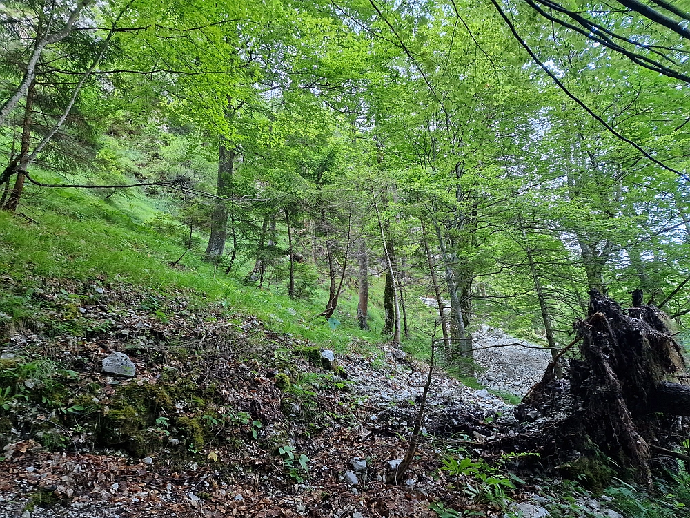 Slika je vidna v Google Chromu.