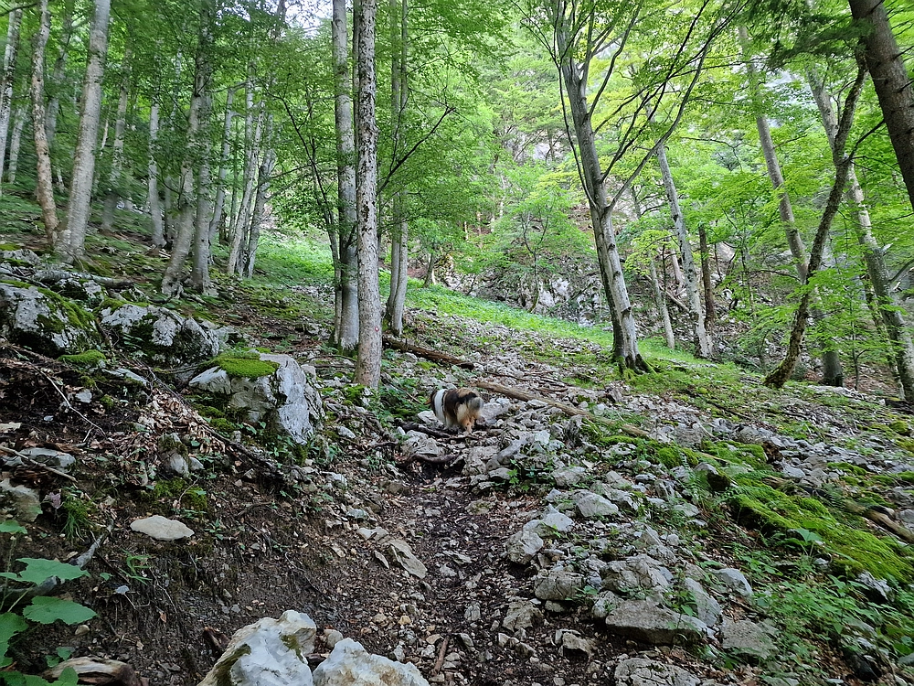 Slika je vidna v Google Chromu.