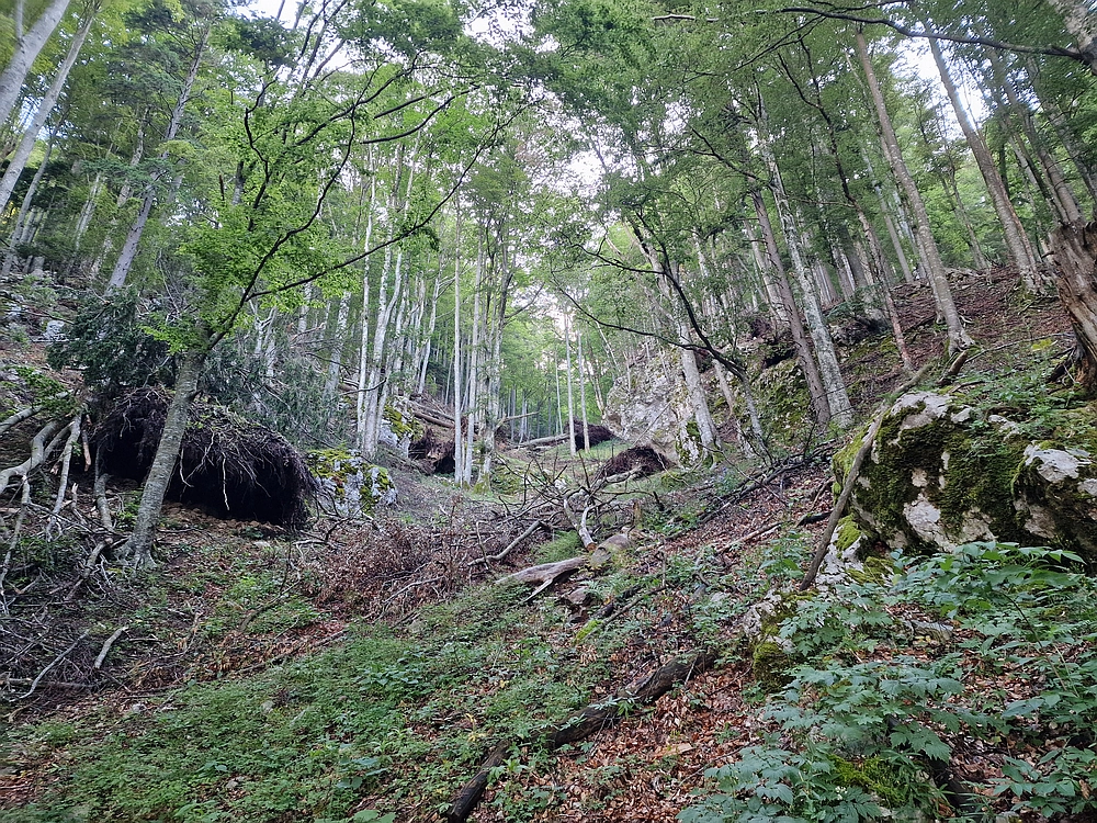 Slika je vidna v Google Chromu.