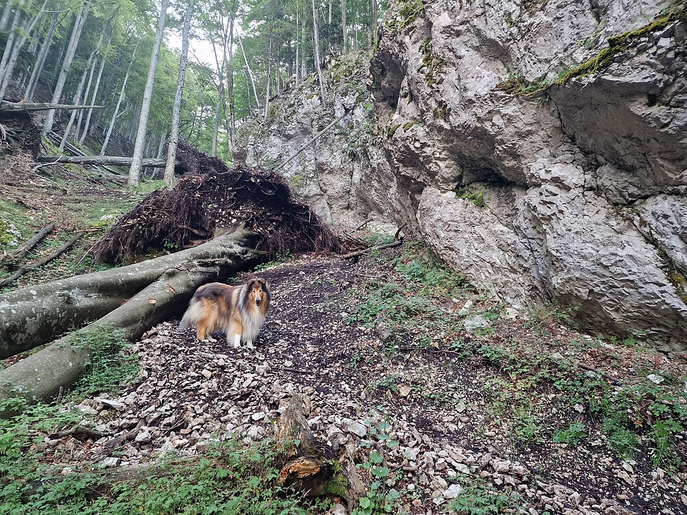 Slika je vidna v Google Chromu.