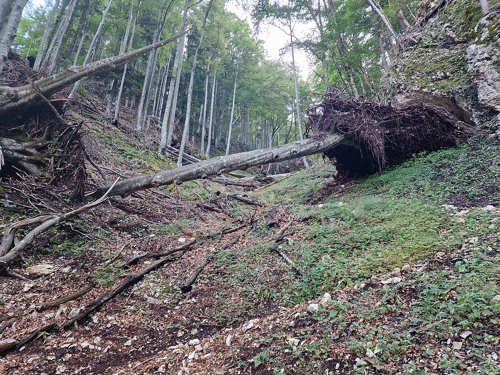 Slika je vidna v Google Chromu.