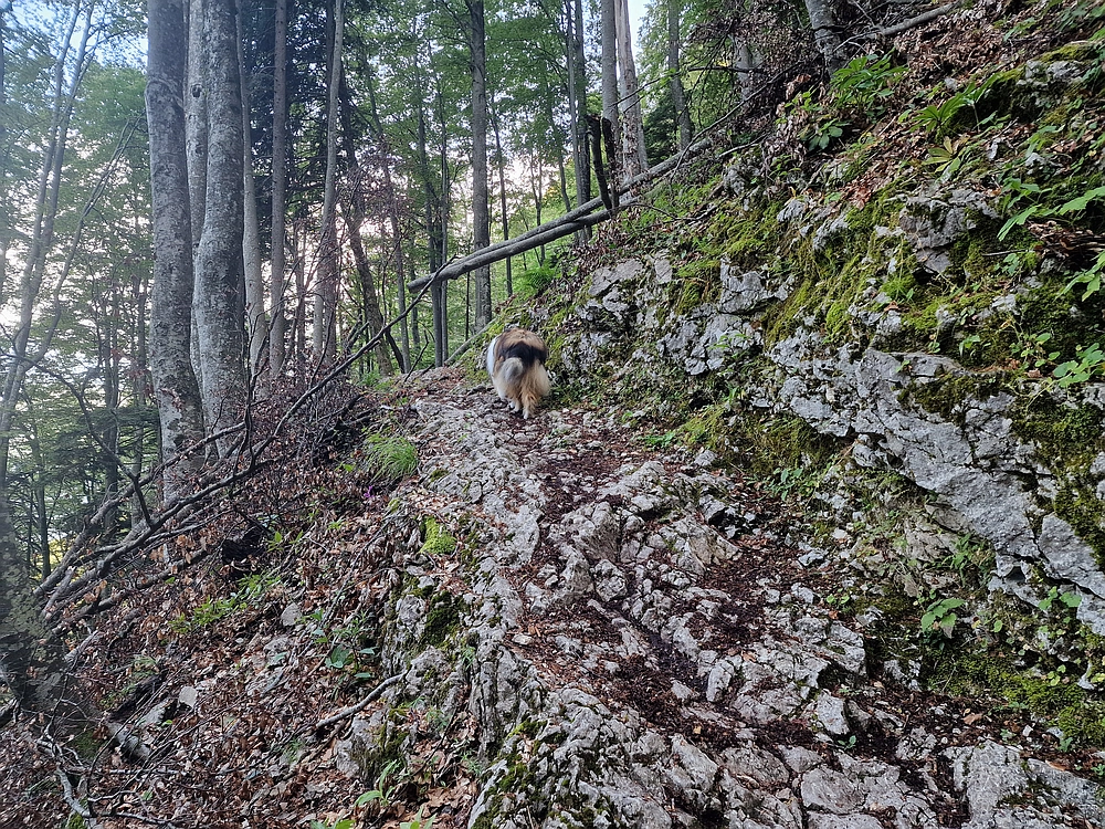 Slika je vidna v Google Chromu.