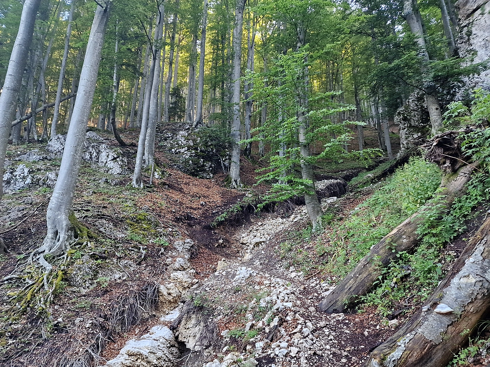 Slika je vidna v Google Chromu.