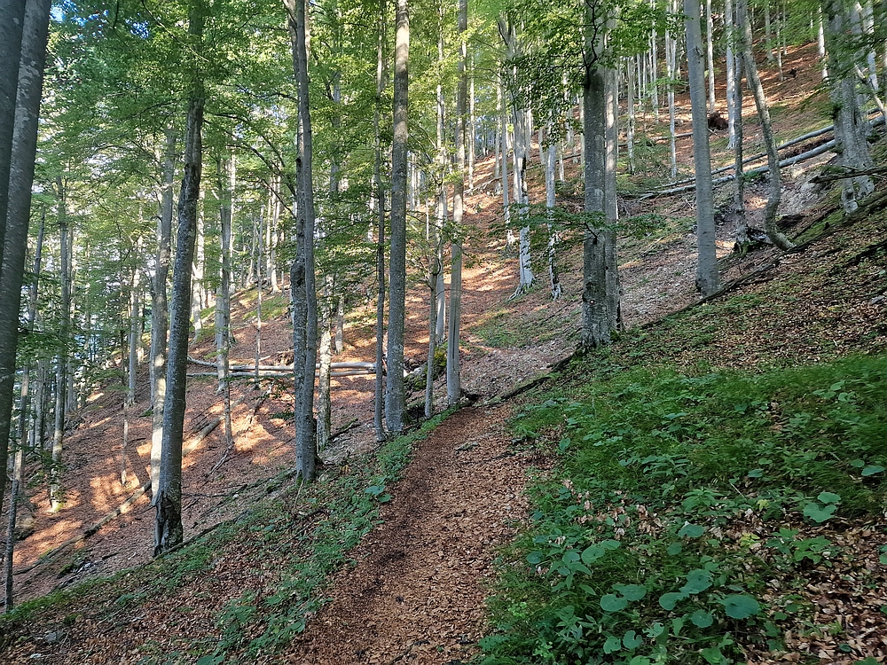Slika je vidna v Google Chromu.