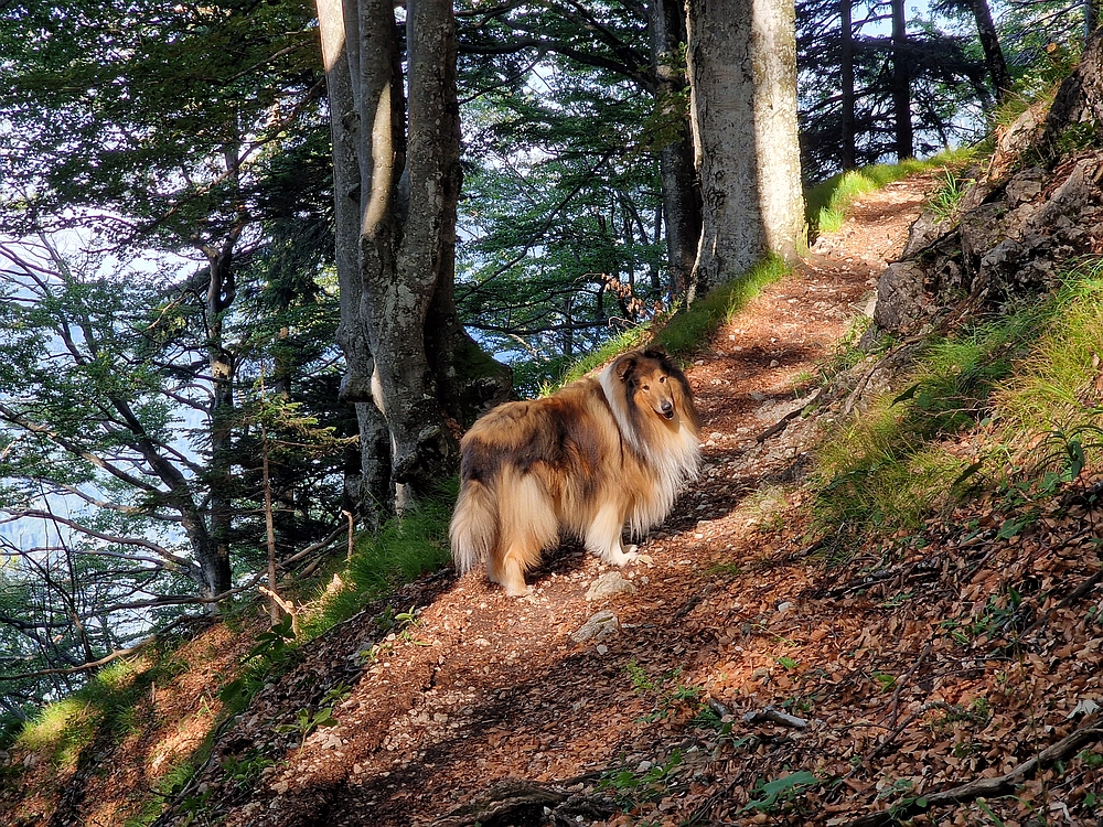 Slika je vidna v Google Chromu.