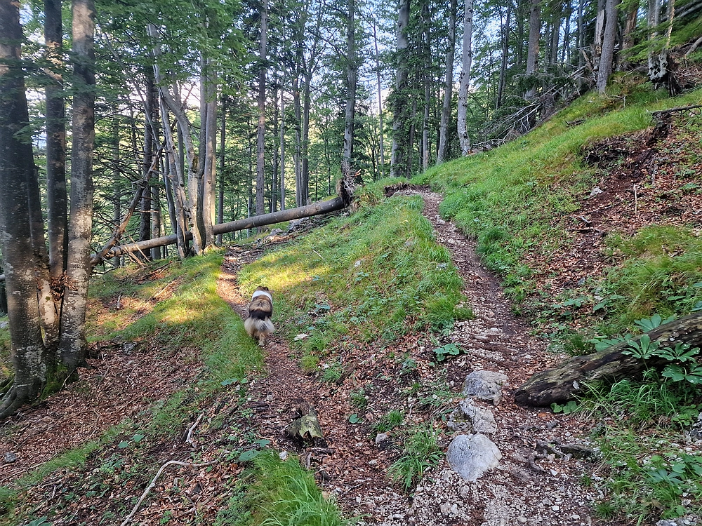Slika je vidna v Google Chromu.