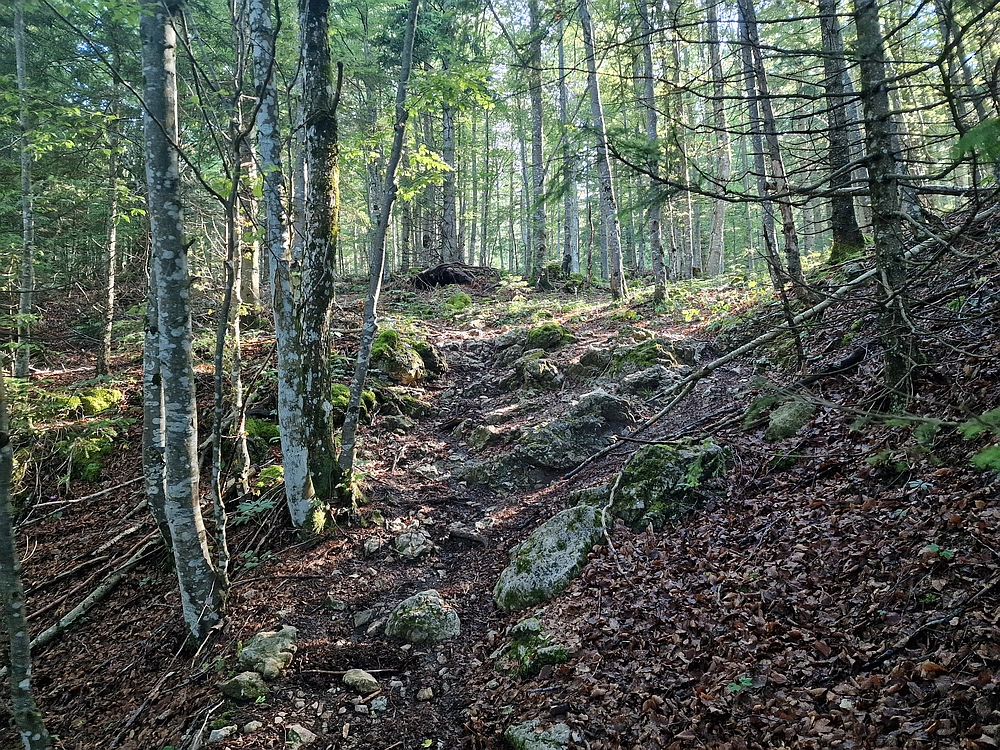 Slika je vidna v Google Chromu.