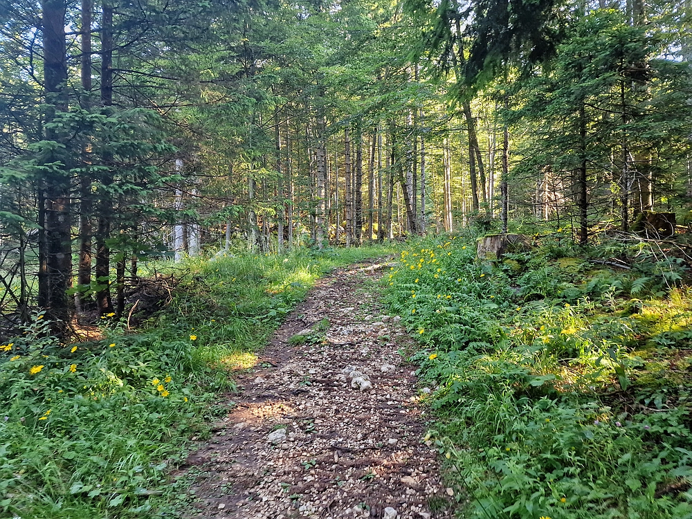 Slika je vidna v Google Chromu.