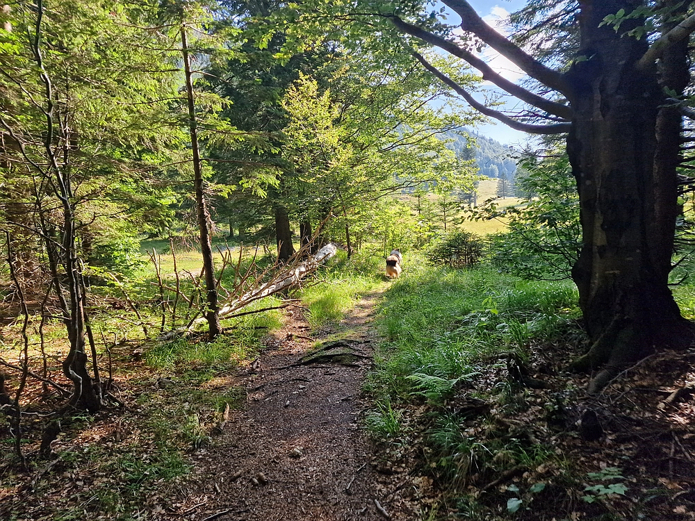 Slika je vidna v Google Chromu.