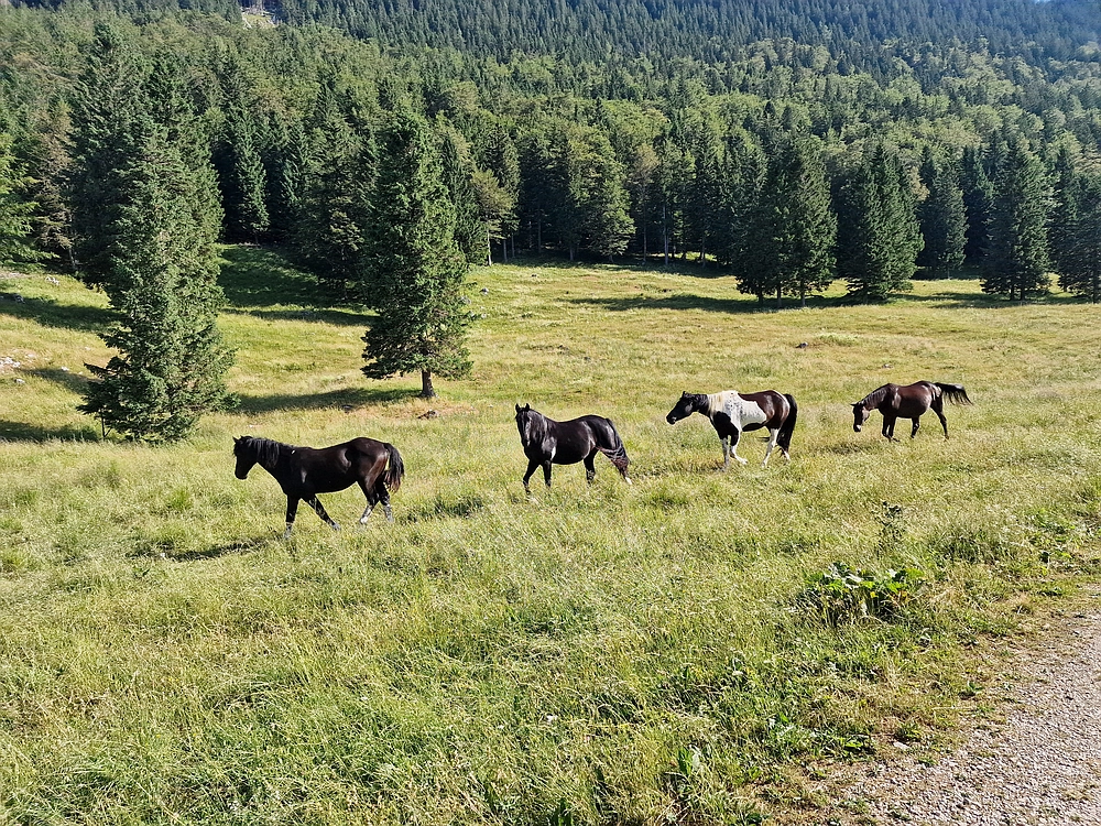 Slika je vidna v Google Chromu.