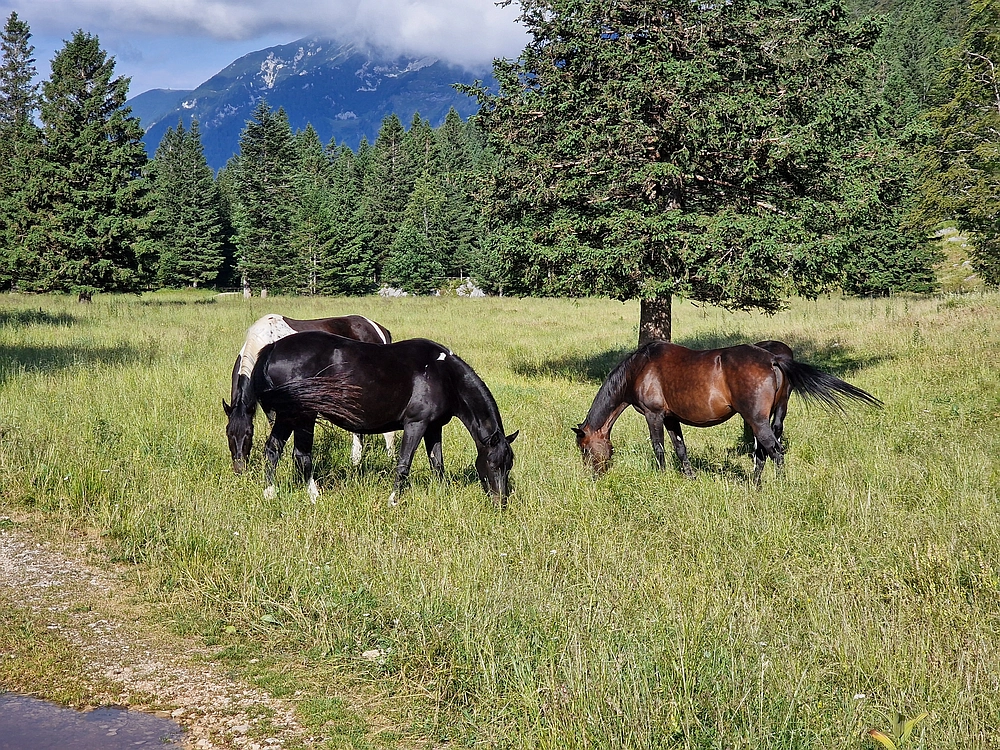 Slika je vidna v Google Chromu.