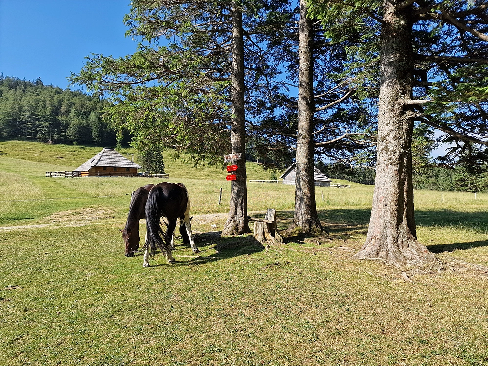 Slika je vidna v Google Chromu.
