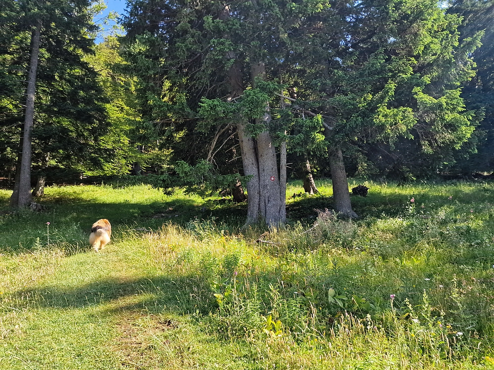 Slika je vidna v Google Chromu.