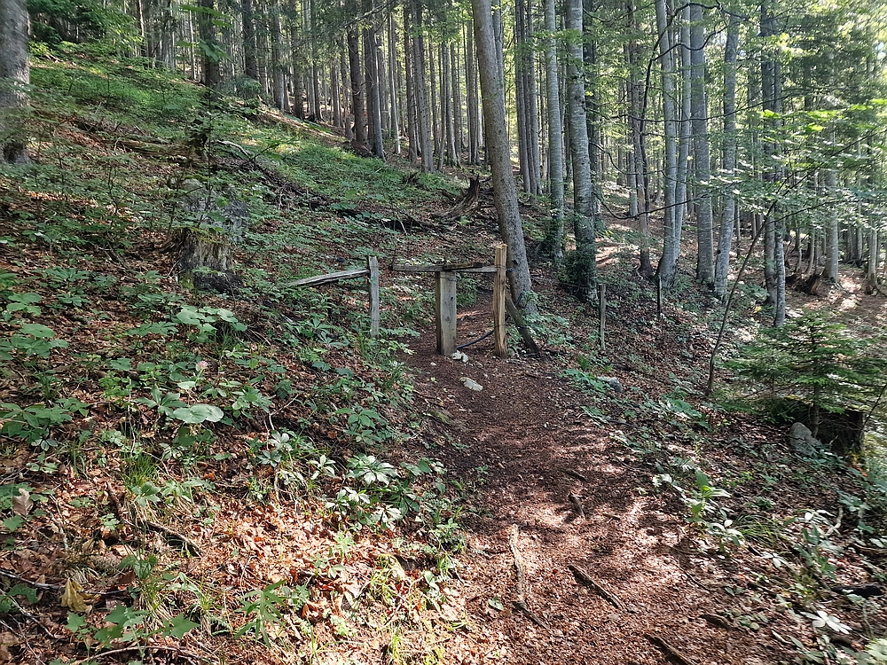 Slika je vidna v Google Chromu.