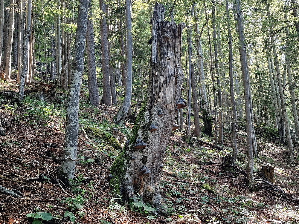 Slika je vidna v Google Chromu.