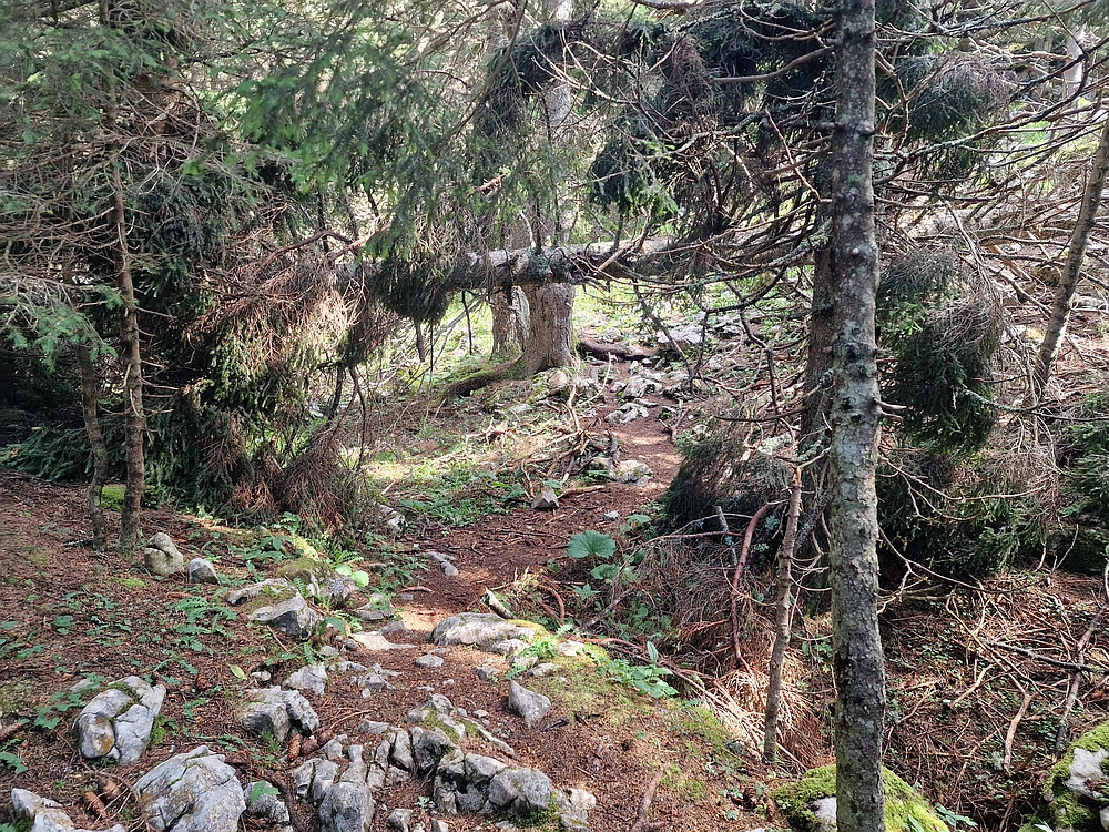 Slika je vidna v Google Chromu.