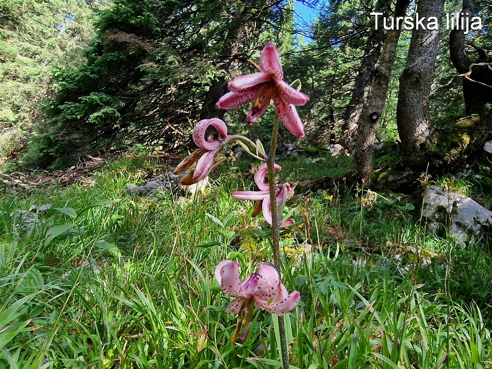 Slika je vidna v Google Chromu.