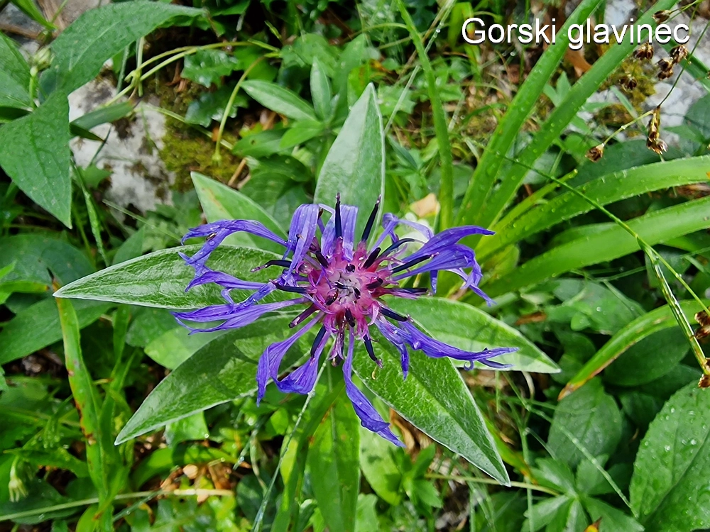 Slika je vidna v Google Chromu.