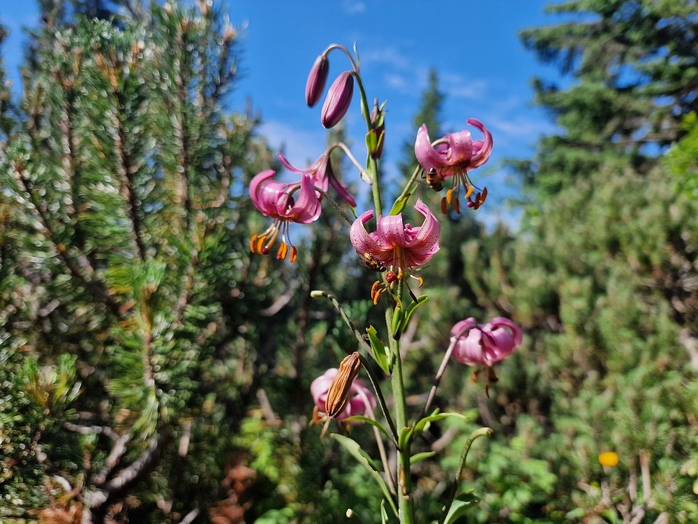 Slika je vidna v Google Chromu.