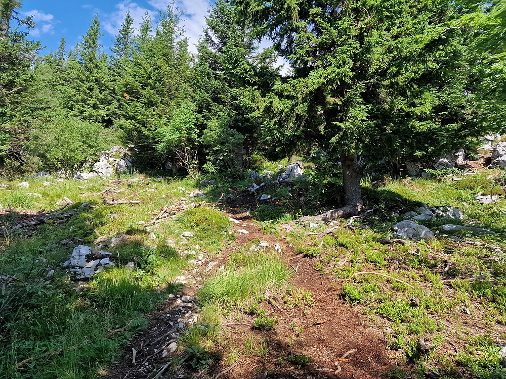 Slika je vidna v Google Chromu.