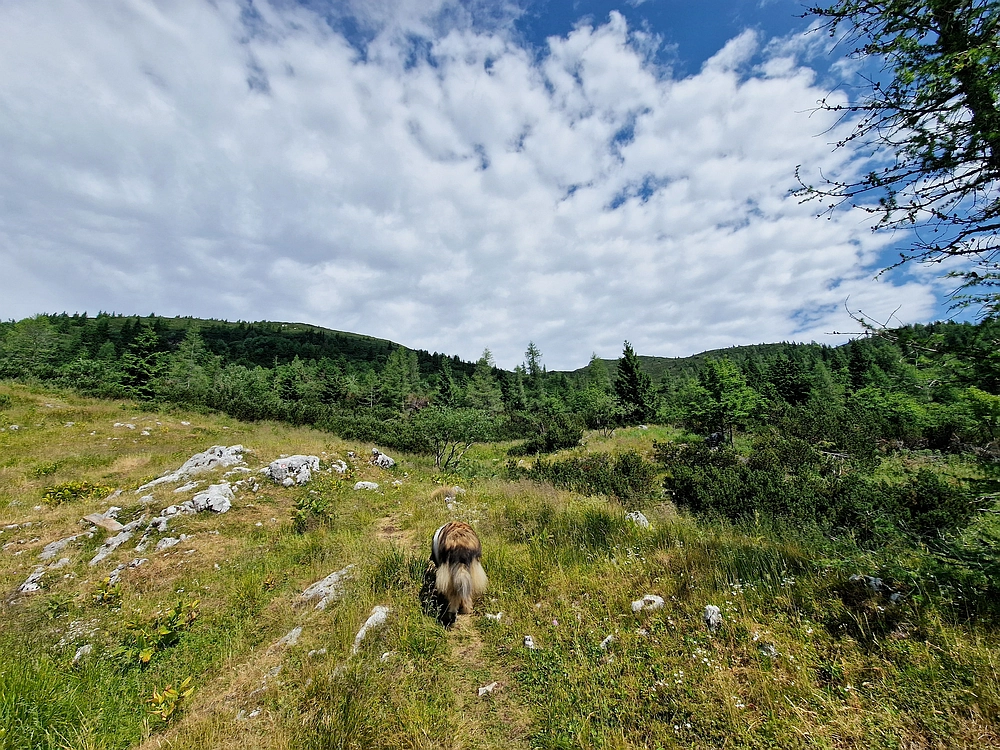 Slika je vidna v Google Chromu.