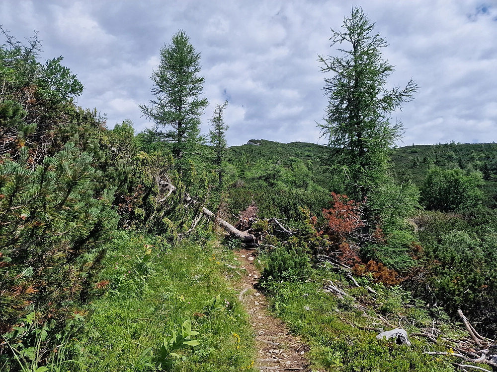 Slika je vidna v Google Chromu.