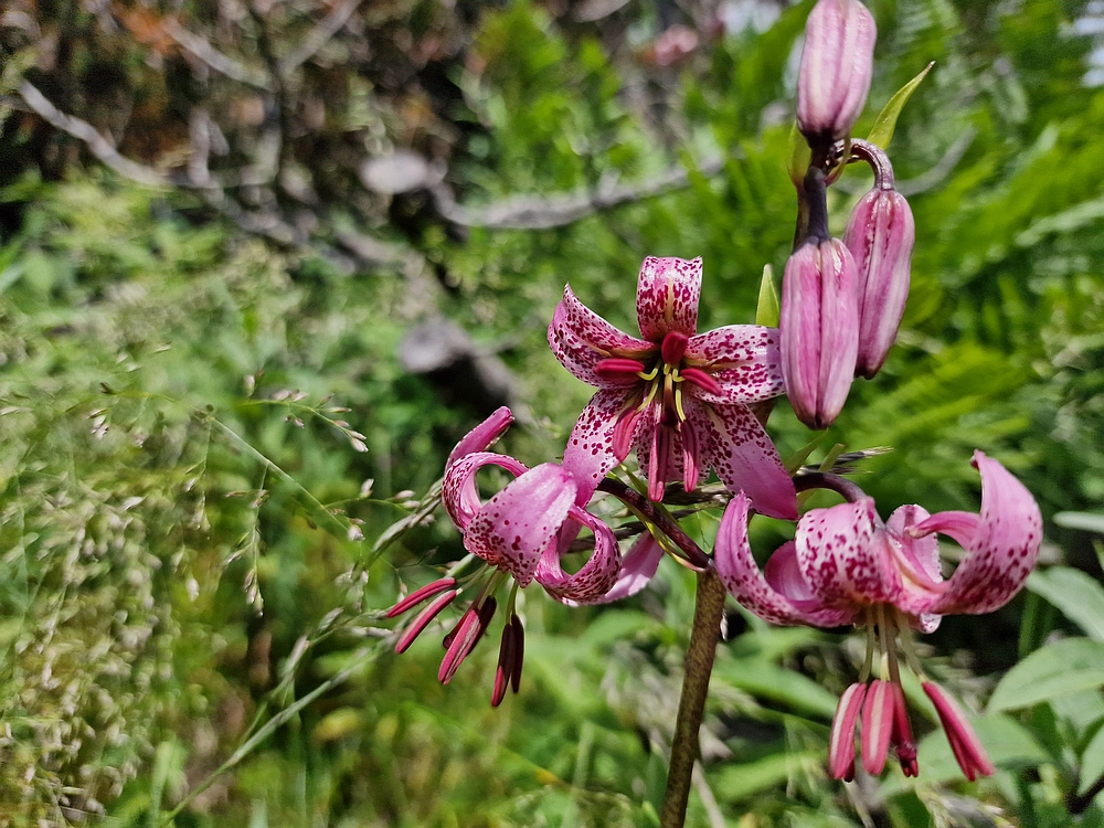 Slika je vidna v Google Chromu.