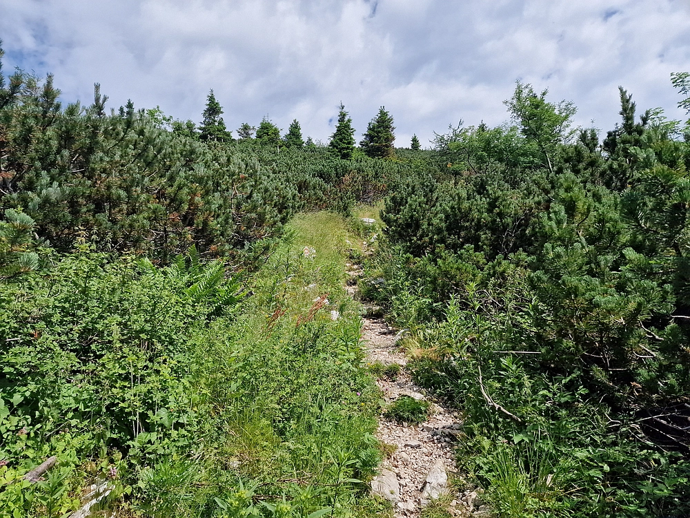 Slika je vidna v Google Chromu.