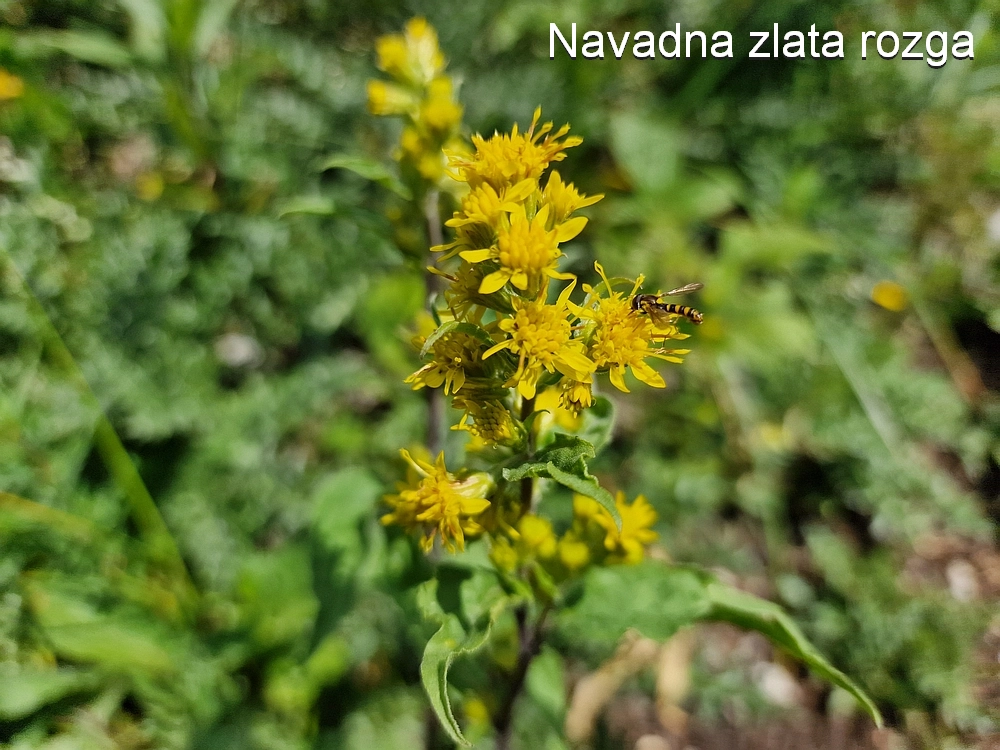 Slika je vidna v Google Chromu.