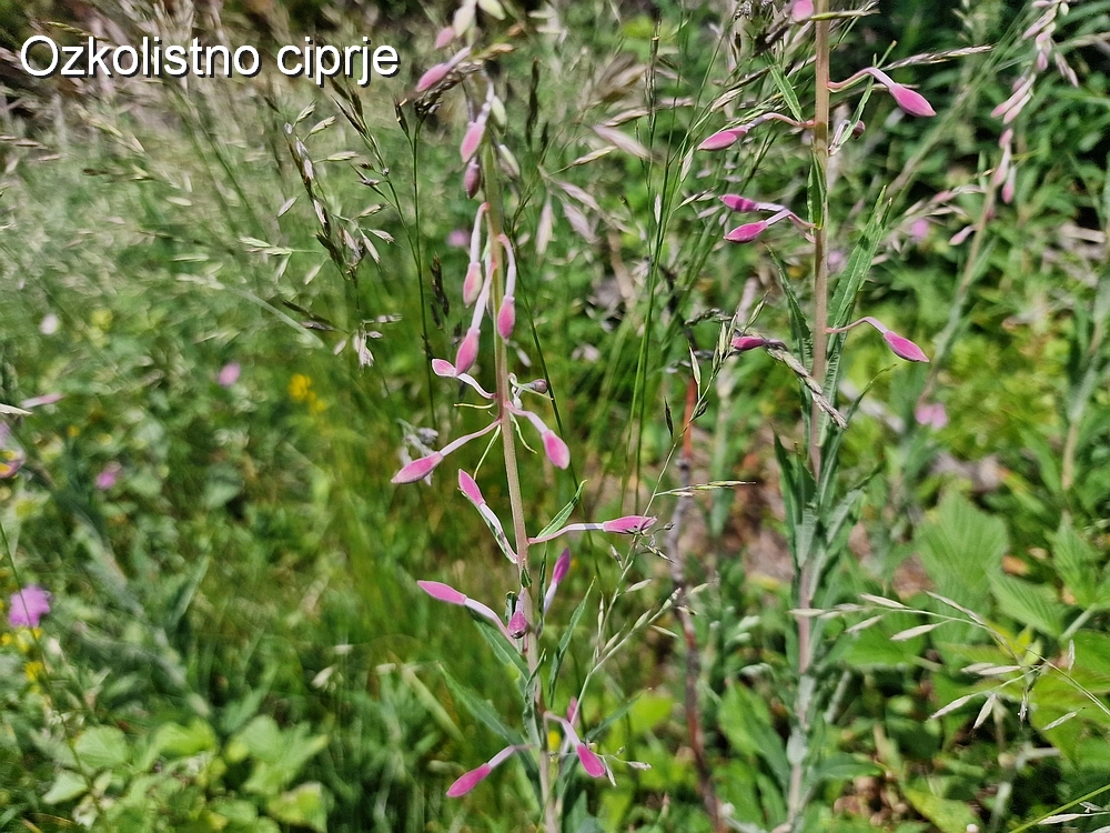 Slika je vidna v Google Chromu.