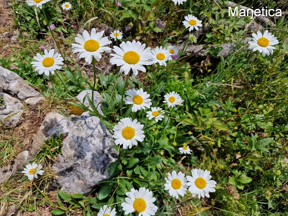Slika je vidna v Google Chromu.