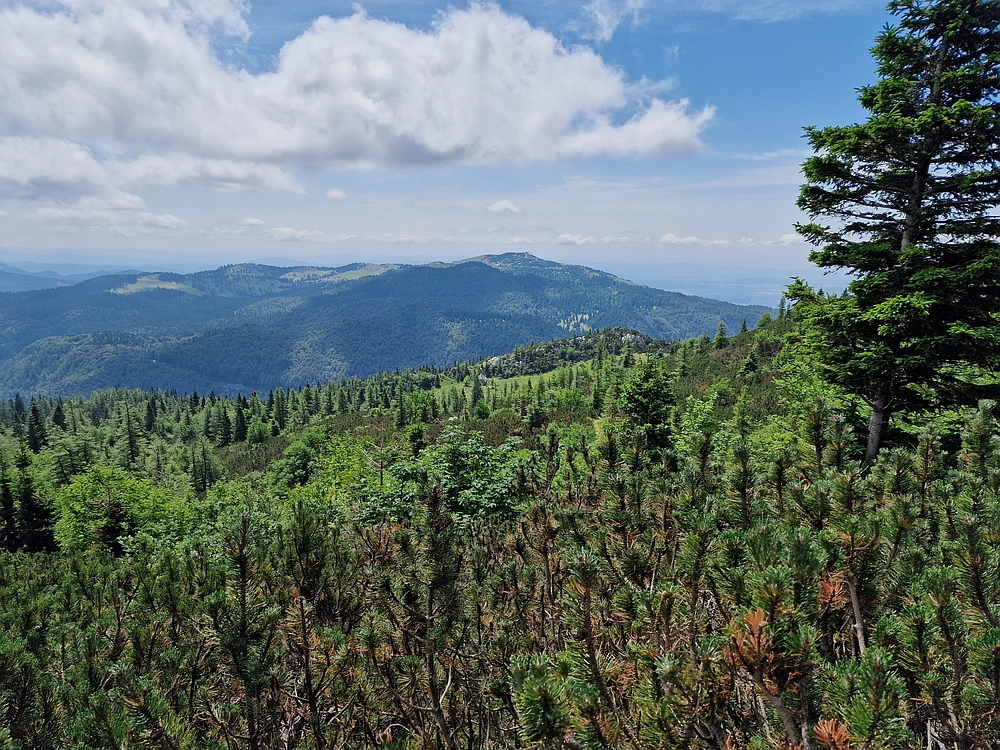 Slika je vidna v Google Chromu.