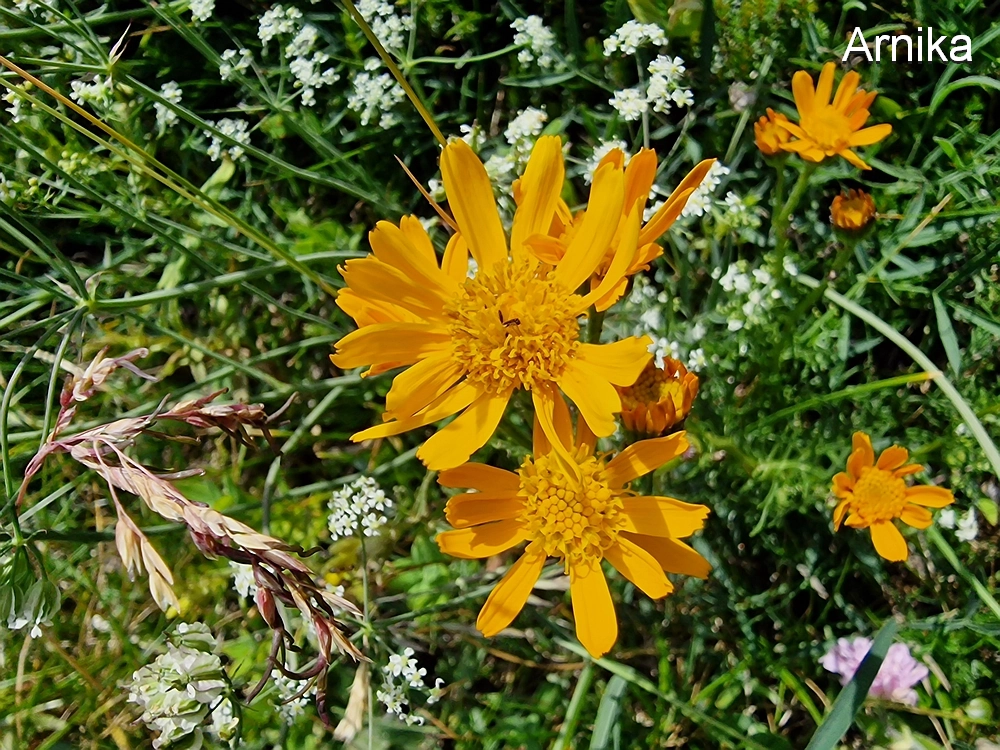Slika je vidna v Google Chromu.